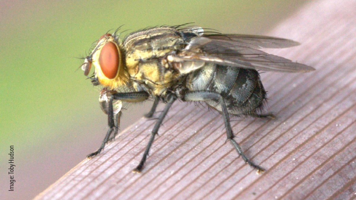 Birds nests can attract flies Birds nests can attract flies